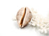 Creamy Brown and Beige Cowrie Shell